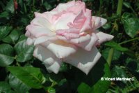 Royal Highness (U. S. A 1962)  Swim-Weeks 